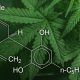Cannabis